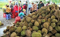 Chuyện lạ: Sầu riêng 19.000 đồng/kg, dân ùn ùn kéo đến ăn thả ra Chuyện lạ: Sầu riêng 19.000 đồng/kg, dân ùn ùn kéo đến ăn thả ra
