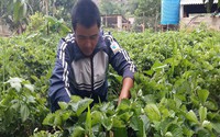 Vườn dâu tây 1.000m2 giúp anh nông dân bỏ túi trên trăm triệu đồng Vườn dâu tây 1.000m2 giúp anh nông dân bỏ túi trên trăm triệu đồng