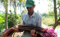Trồng hoa súng bán, không lo lỗ vốn mà ngày nào cũng có tiền Trồng hoa súng bán, không lo lỗ vốn mà ngày nào cũng có tiền