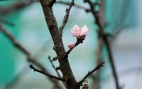 Đào rừng "đổ bộ" phố Thủ đô, "thét giá" cả chục triệu đồng Đào rừng "đổ bộ" phố Thủ đô, "thét giá" cả chục triệu đồng