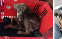 Ánh mắt ám ảnh của chú cún trơ xương nằm bên đường và hành động 'nghìn like’ của tài xế Grab Ánh mắt ám ảnh của chú cún trơ xương nằm bên đường và hành động 'nghìn like’ của tài xế Grab