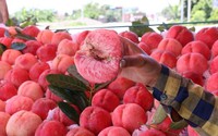 Mẹo chọn đào ngon, tránh mua phải hàng Trung Quốc Mẹo chọn đào ngon, tránh mua phải hàng Trung Quốc