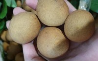 Nhãn bắp cải, hàng Việt cực hiếm, giá cực đắt có tiền khó mua Nhãn bắp cải, hàng Việt cực hiếm, giá cực đắt có tiền khó mua