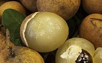 Đua nhau tìm mua nhãn có cùi xếp lớp như bắp cải Đua nhau tìm mua nhãn có cùi xếp lớp như bắp cải