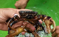 Thời tiết nắng nóng, tiểu thương bán cua đồng giá 130-150 ngàn đồng/kg, 8 giờ sáng đã hết sạch hàng Thời tiết nắng nóng, tiểu thương bán cua đồng giá 130-150 ngàn đồng/kg, 8 giờ sáng đã hết sạch hàng