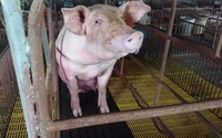 Việt Nam lần đầu nhập heo sống nguyên con Việt Nam lần đầu nhập heo sống nguyên con