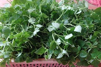 Thứ rau dại nhiều người nhổ bỏ lại được bán ngang với giá thịt lợn, không ngờ làm được nhiều món ngon gây thương nhớ