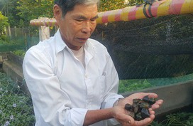 Nuôi ốc nhồi-con "siêu đẻ" bằng bèo với lá cây, kiếm bộn tiền Nuôi ốc nhồi-con "siêu đẻ" bằng bèo với lá cây, kiếm bộn tiền