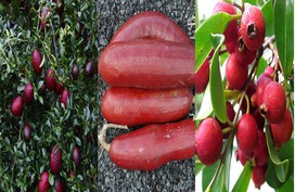 Đến cả chanh, bưởi, dưa chuột, ổi.... giờ cũng có màu đỏ rực Đến cả chanh, bưởi, dưa chuột, ổi.... giờ cũng có màu đỏ rực