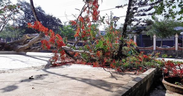  Chuyên gia nói gì về hành động chặt hạ cây phượng? 