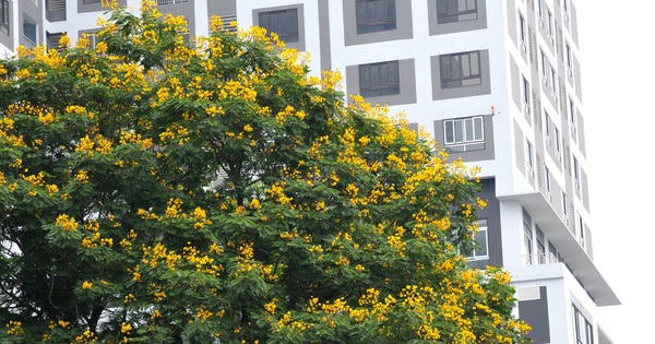  Ngắm hoa điệp nở vàng rực nhiều góc phố Hà Nội 