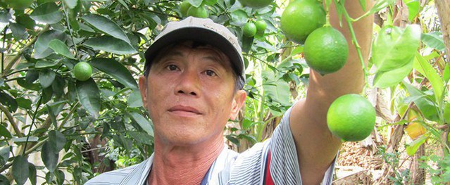 Cụ ông kiếm hơn 1 tỷ mỗi năm nhờ vườn chanh giấy trứng ngỗng Cụ ông kiếm hơn 1 tỷ mỗi năm nhờ vườn chanh giấy trứng ngỗng
