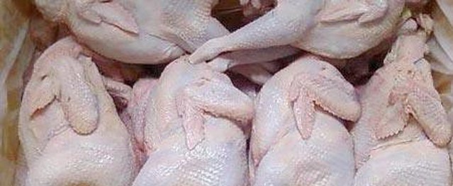 Gà Hàn Quốc bán đầy đường: Người nuôi cho thú cưng ăn? Gà Hàn Quốc bán đầy đường: Người nuôi cho thú cưng ăn?