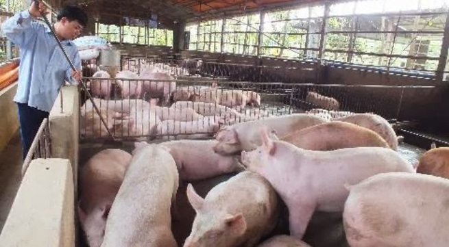 Mừng ít lo nhiều bởi nguyên nhân khiến giá lợn nhích tăng