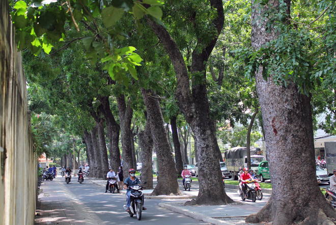 H&agrave; Nội cấm trồng 18 lọai c&acirc;y nguy hại , ưu ti&ecirc;n 33 giống th&iacute;ch ứng năm 2026 - Ảnh 1.