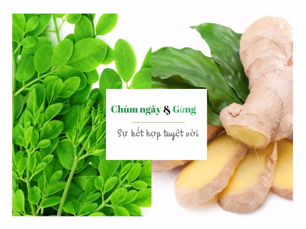 Ngăn ngừa 8 căn bệnh chết người này nhờ bài thuốc kết hợp từ lá chùm ngây và gừng