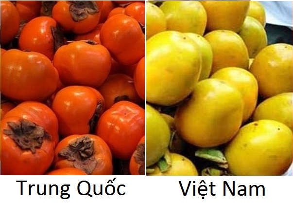 
Hồng Trung Quốc (trái) và hồng Việt Nam
