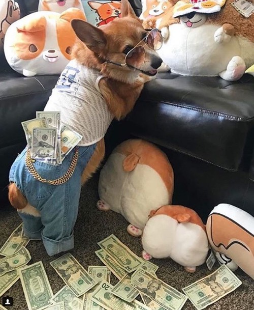 Một trong những chú chó nổi tiếng trên Instagram Richdogsofig với phòng riêng đầy thú bông, quần áo thiết kế và chủ còn không tiếc vung tiền để làm đạo cụ chụp ảnh.