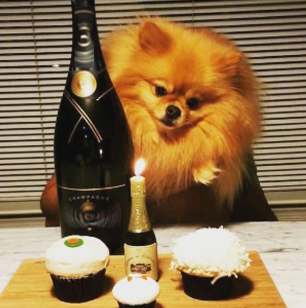 Tiệc sinh nhật của một chú cún cưng với chai champagne có giá vài nghìn USD.