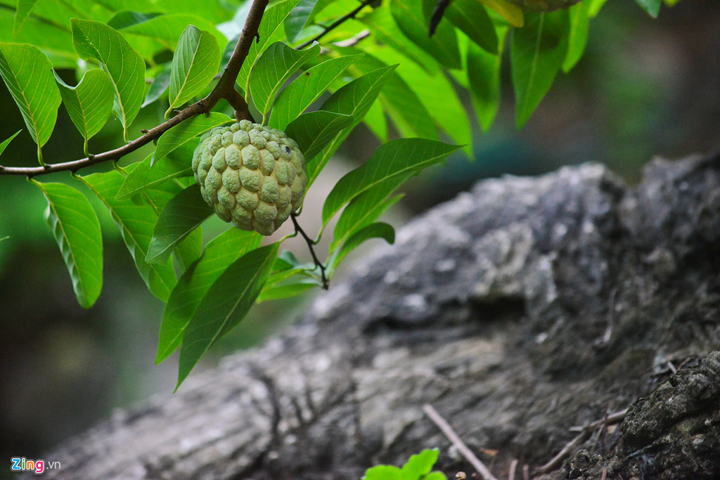 Na Tree Gian nan nghề trồng na trên núi đá