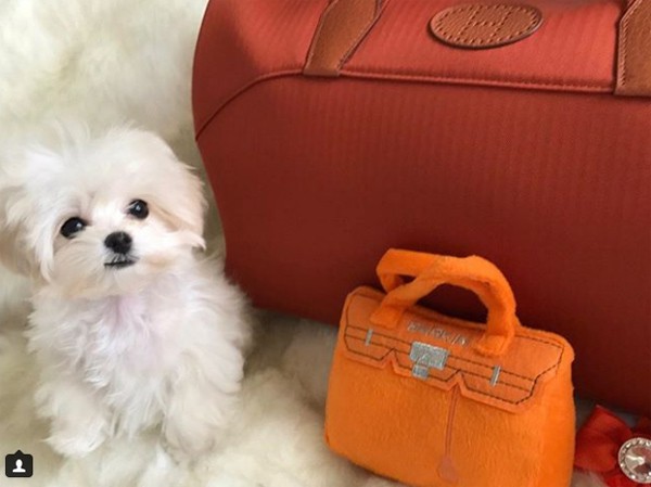 Em cún trắng như bông được cô chủ đặt riêng túi xách màu cam để diện đi chơi.