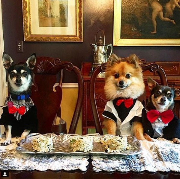 Nếu chó nhà khác ăn trong khay đặt dưới sàn nhà thì chó của các ông bà chủ lớn được ngồi trên bàn với đồ ăn bày biện đẹp mắt.