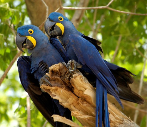 A special feature in Hyacinth Macaw is that it has a very hard beak, capable of pecking through the coconut shell.