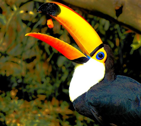The Toucan currently sells for about $5,000, even climbing to $10,000 if it has a beautiful beak.