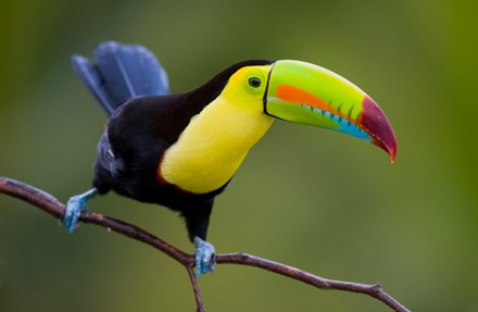 After all, elephants use their big ears to fan their bodies. The same goes for rabbits. So why don't we try to think that the large beak of the Toucan bird has the same effect at first!" — evolutionary physiologist Glenn J. Tattersall, lead researcher at Brock University, said.