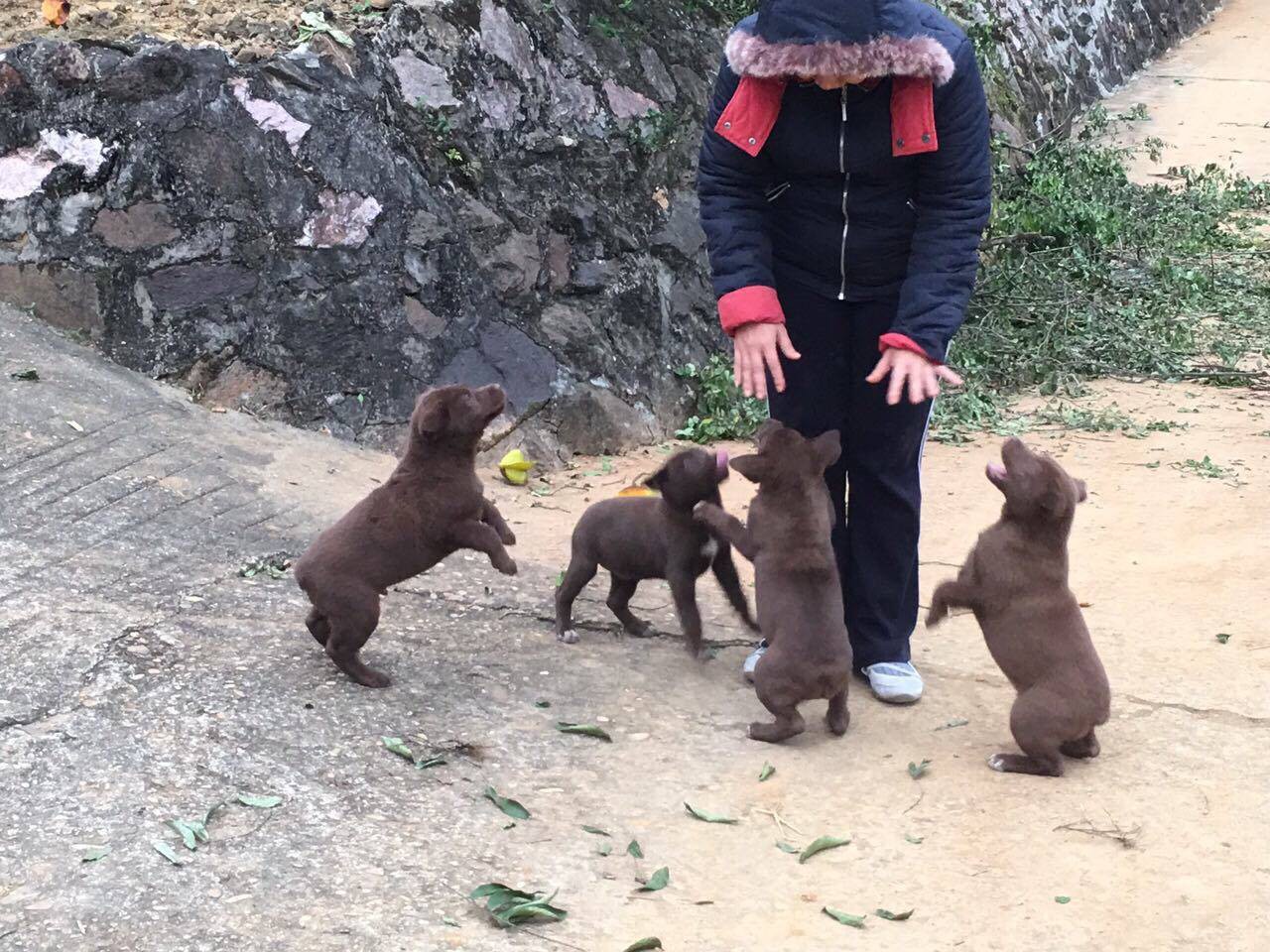 “Mông cộc” loài chó săn cổ của đồng bào người Mông