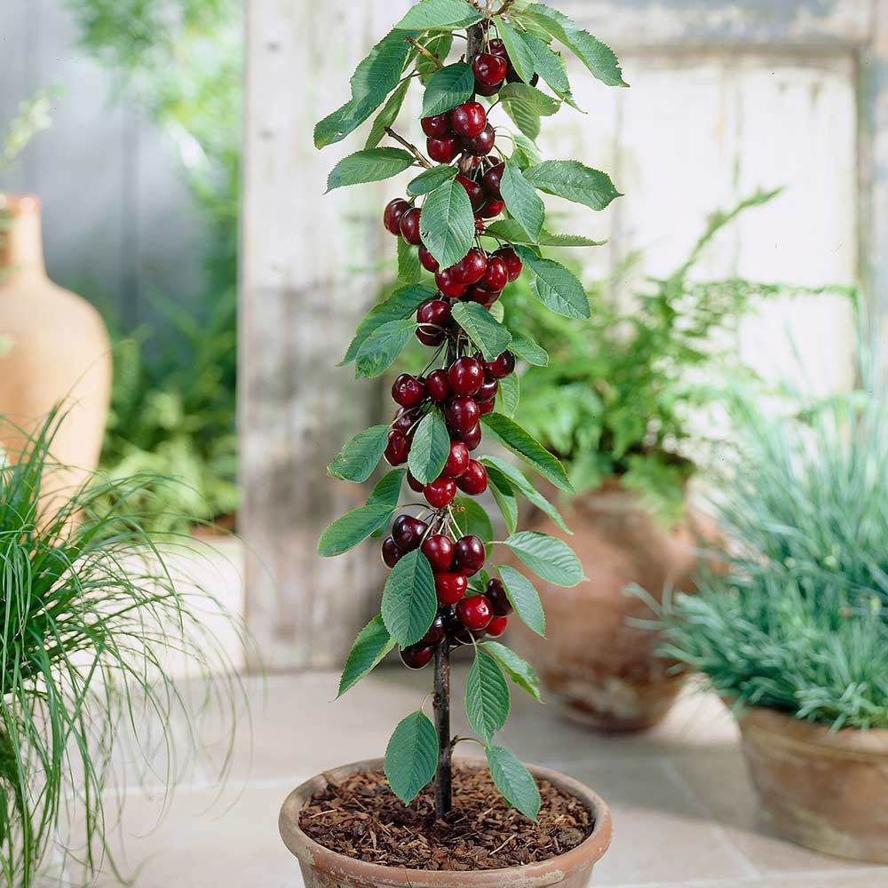 Tự Trồng Cherry Tại Nhà Ăn Cả Năm Không Hết Với Bí Quyết Đơn Giản