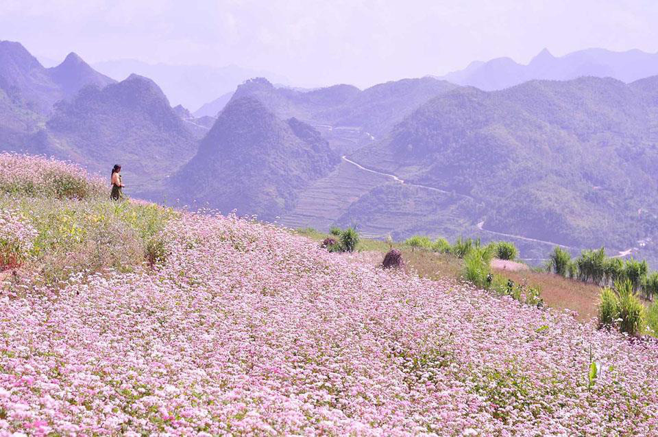 Tam giác mạch - loài hoa kỳ lạ ăn rất ngon, trời ban cứu đói cho người  nghèo và là thuốc cho người giàu