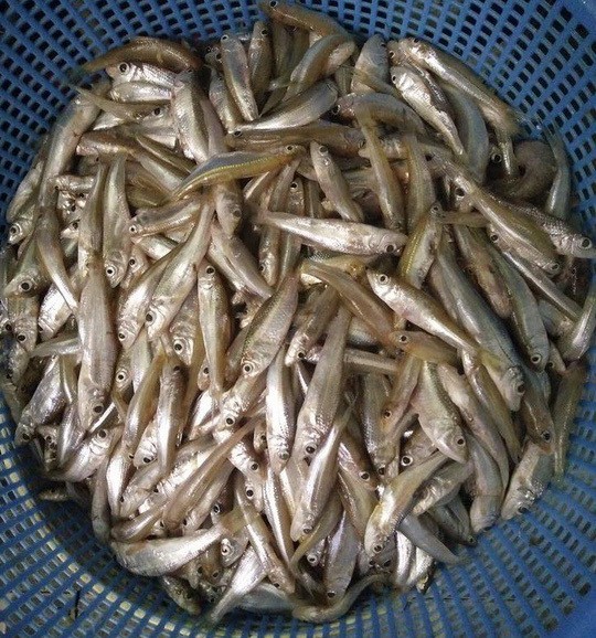 Cá Còm Xứ Nghệ: Đặc Sản Đất Việt 'Vét Túi' Dân Sành Ăn