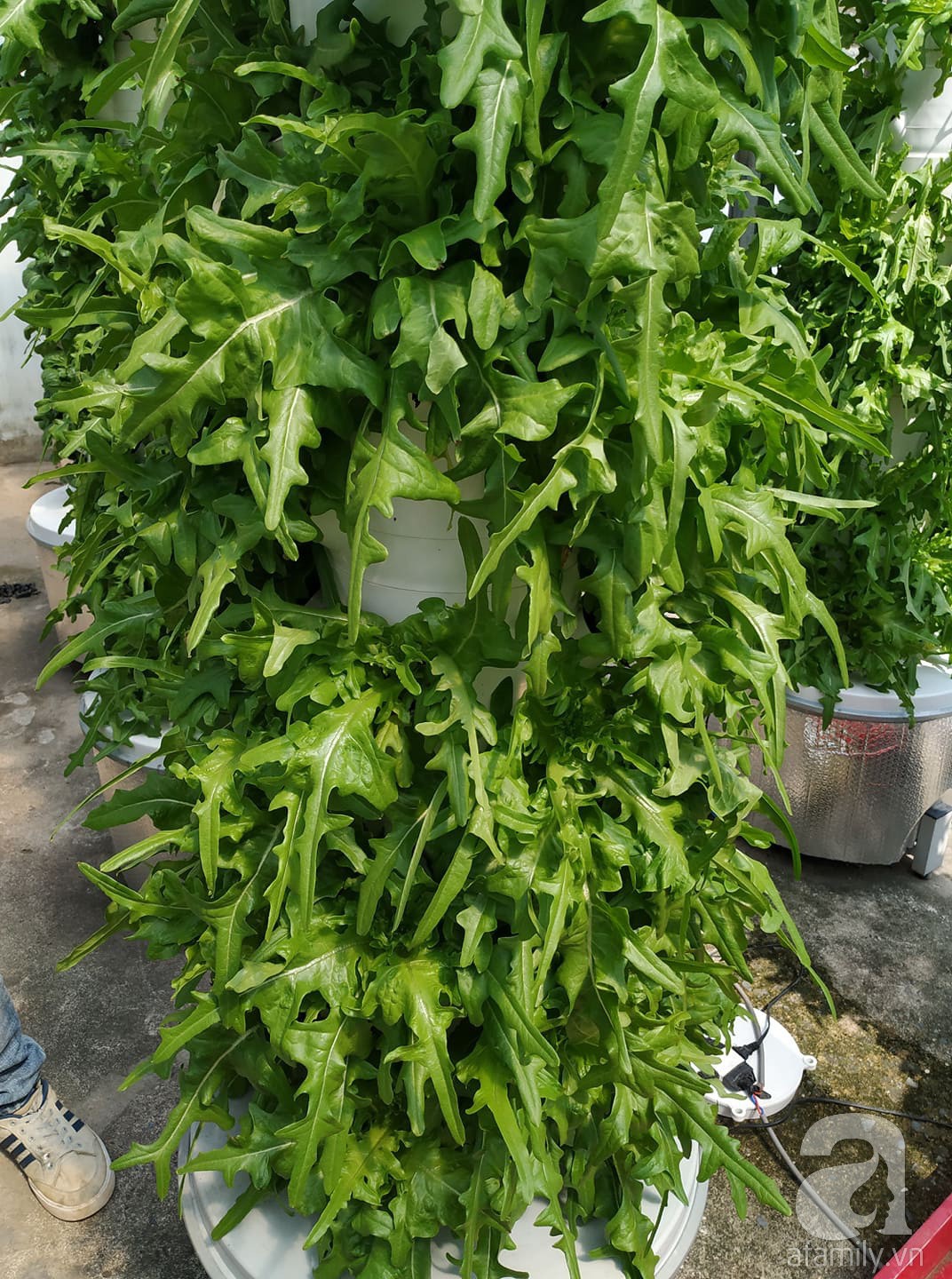 Với kinh nghiệm 10 năm trồng rau bằng phương pháp khí canh, sân thượng ...