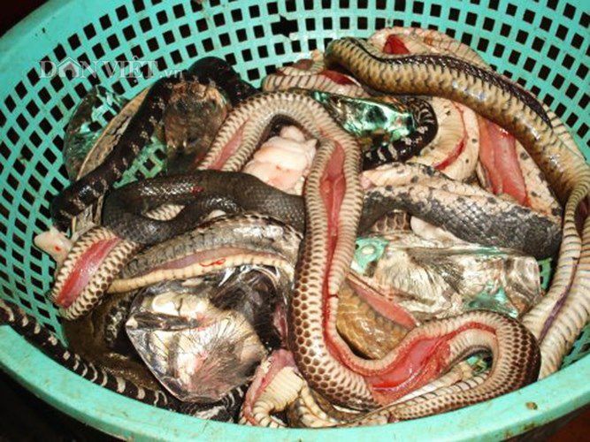 Chết khiếp, nồi lẩu rắn hổ nhậu rượu tim rắn còn nóng hổi