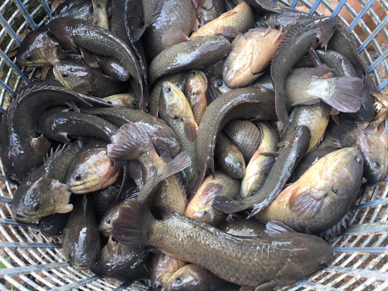 Bà nội trợ