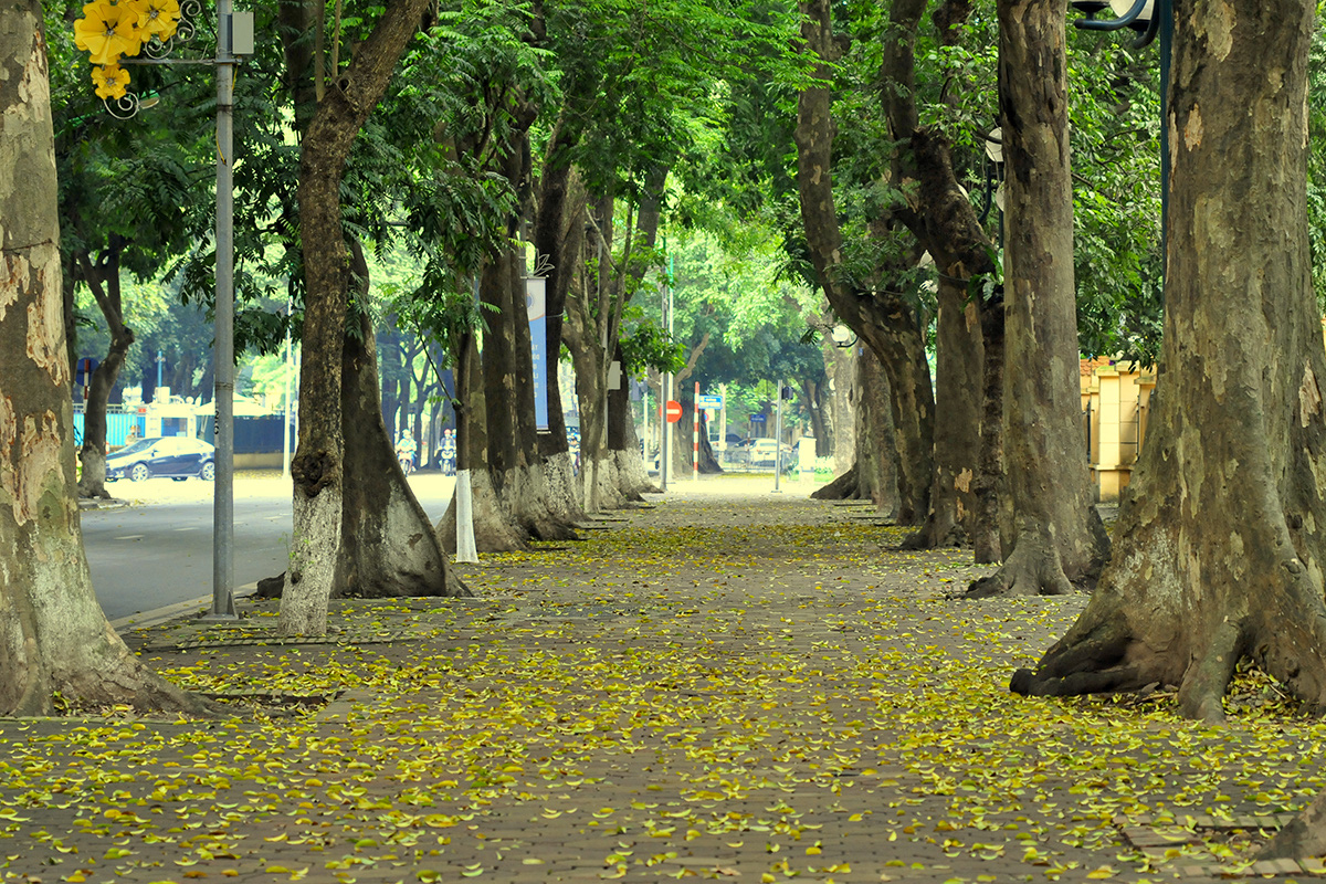 Ngắm Vẻ Đẹp Tĩnh Lặng Của Con Đường Phủ Lá Vàng Phan Đình Phùng Khi Hà Nội  Giãn Cách Xã Hội