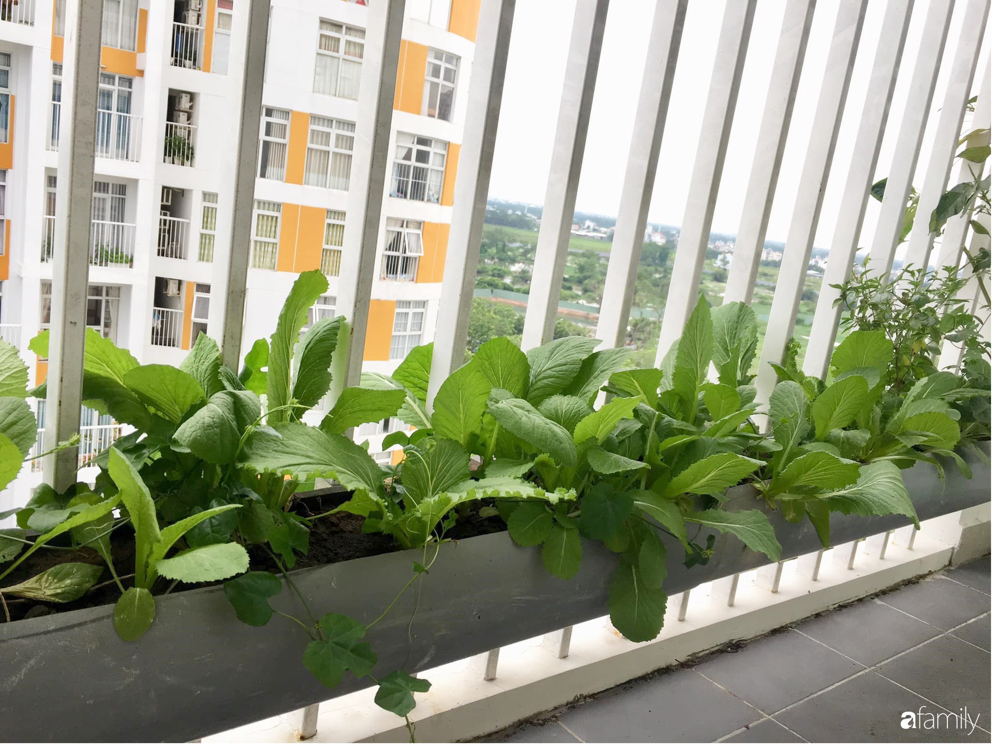 Ban công nhỏ ở chung cư phủ kín đủ loại rau quả sạch nhờ trồng bằng ống ...