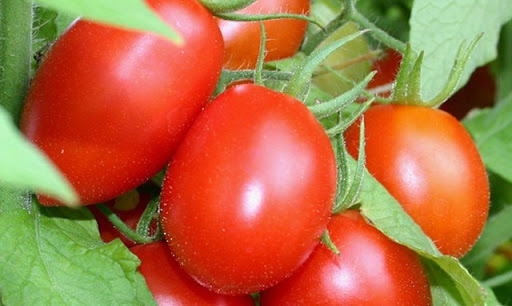 Cà chua dù có thích mê cũng cần tuyệt đối tránh những điều này khi ăn - Ảnh 3.