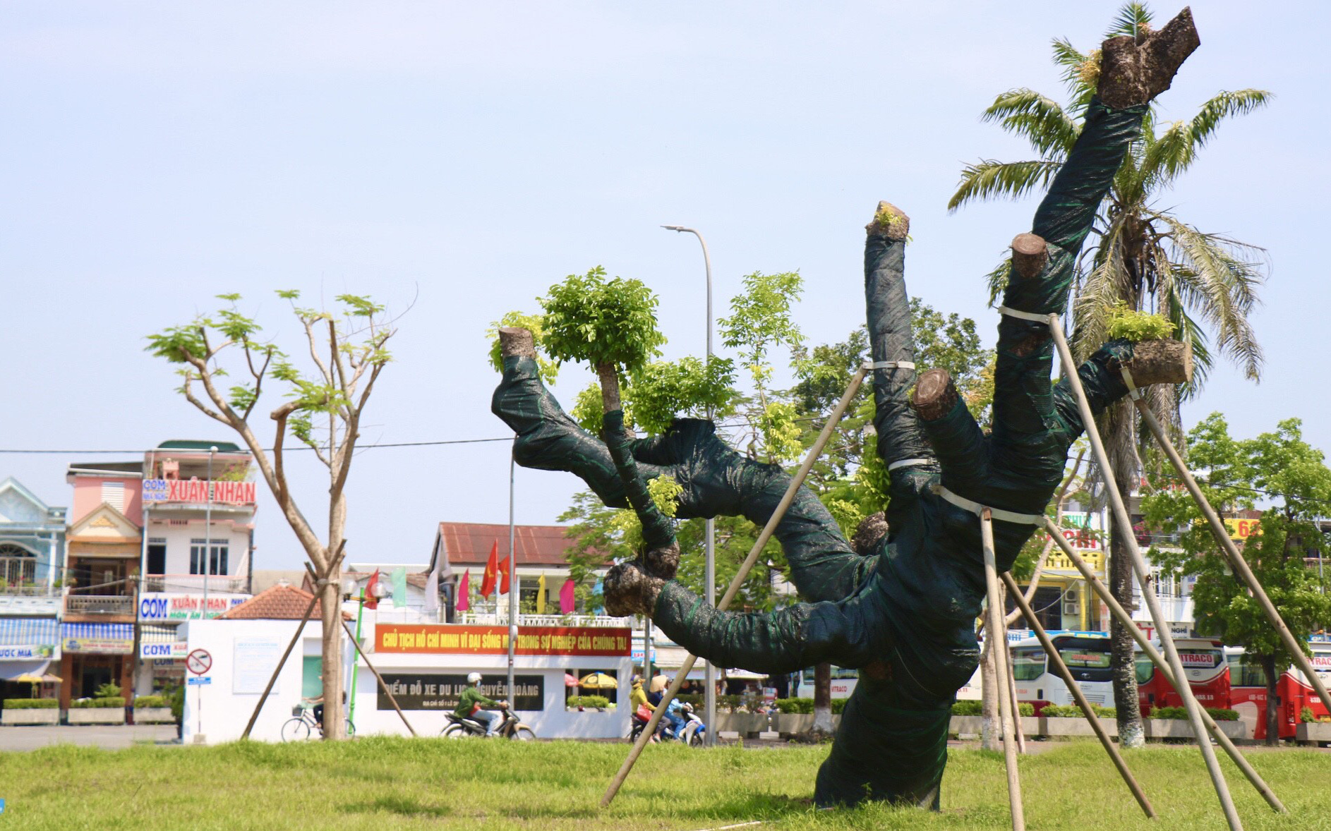 Cận cảnh “cụ” xà cừ trăm năm tuổi ở Huế hồi sinh thần kỳ sau bão 13