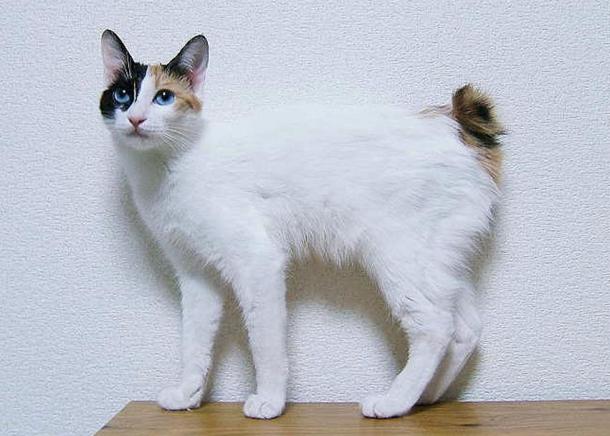Quan niệm, mèo, Nhật Bản: \