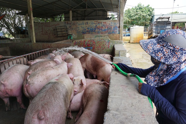 Giá lợn hơi rơi tự do, người nuôi bán một con lỗ 2 triệu đồng - Ảnh 1.