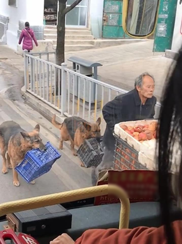 Xúc động hình ảnh những chú chó theo chân chủ nghèo trên mọi nẻo đường kiếm sống - Ảnh 4.
