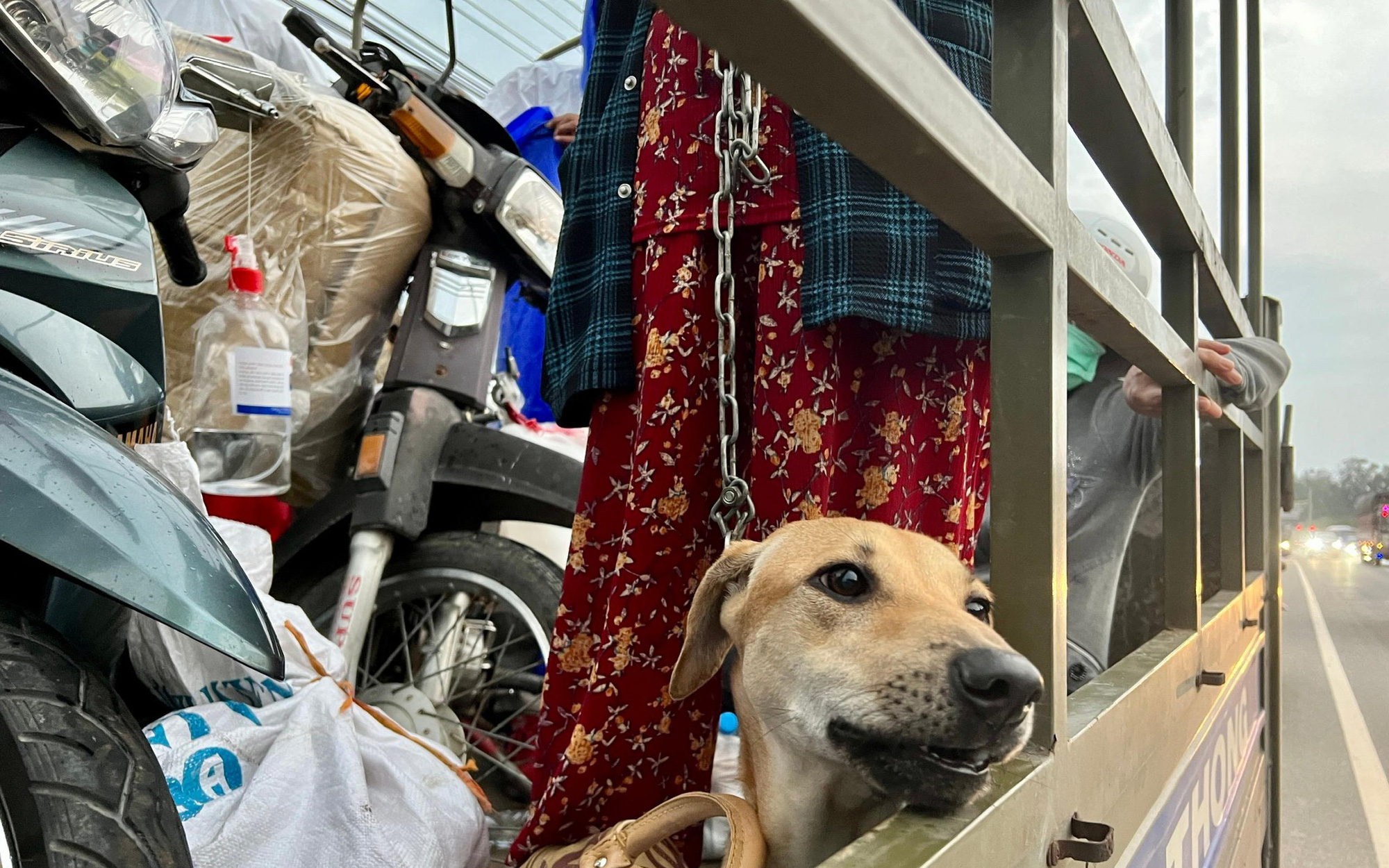 Đoàn tiêu hủy chó: Đoàn tiêu hủy chó đang hoạt động rất tích cực trên khắp các vùng miền, nhằm giúp cho mọi người tiêu diệt được các con chó mang dịch bệnh. Đây chính là một bước quan trọng giúp cho Việt Nam dập được đợt dịch bệnh lần này.
