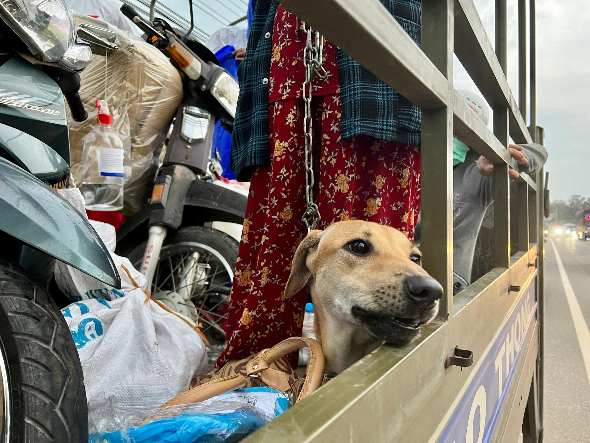 Những chú chó đáng yêu đang lái xe máy cùng chủ nhân nghèo khó trên phố thành phố. Hãy xem họ vui vẻ và đầy nghị lực vượt qua cuộc sống khó khăn!