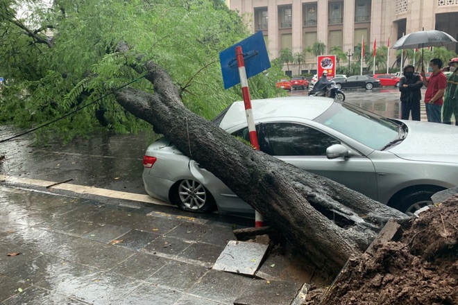 Cây me cổ thụ bật gốc đè bẹp xe Camry trong cơn mưa lớn ở Hà Nội