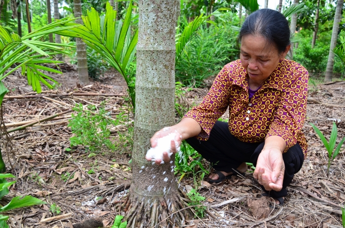 Loại cây ở Việt Nam ăn một nắm muối, trả một phân vàng - Ảnh 2.