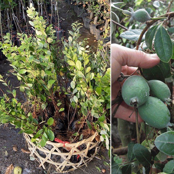 4 loại quả này nảy mầm khi vùi vào đất, trồng trong chậu cũng cho quả trĩu trịt - Ảnh 2.