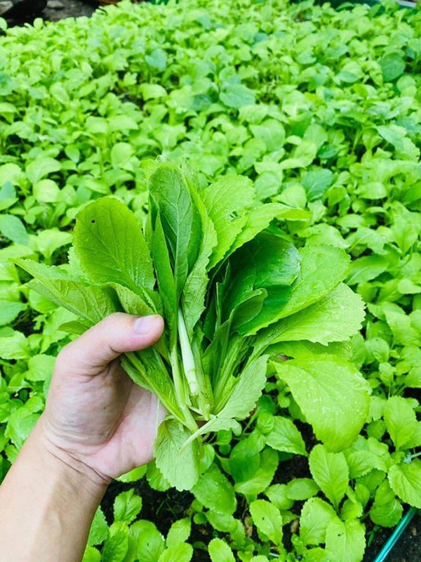 Kiếm 2 tỷ/1 tháng Hải Băng Thành Đạt vẫn tự trồng rau xanh ngắt để nuôi 3 con - Ảnh 11.