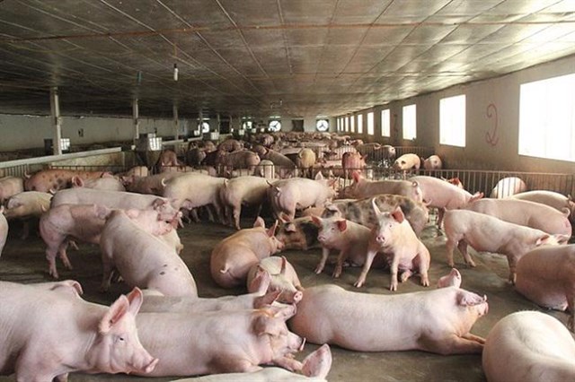 Giá thịt lợn &quot;rơi tự do&quot; xuống dưới 30.000 đồng/kg, rẻ như rau - Ảnh 1.